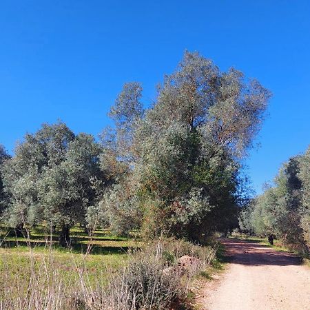 "Oliveiras" Appartement Typique Avec Terrasse Et Piscine Λουλέ Εξωτερικό φωτογραφία