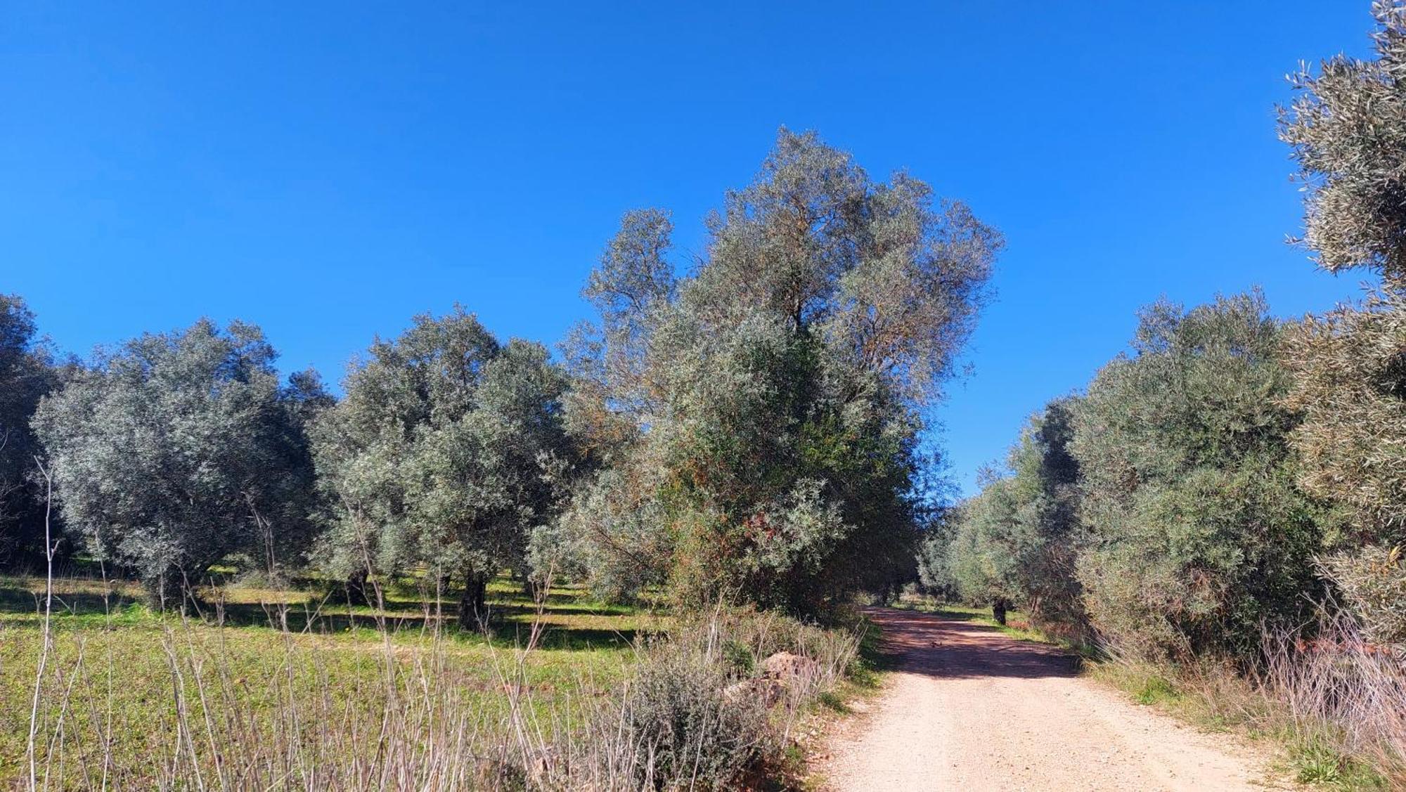 "Oliveiras" Appartement Typique Avec Terrasse Et Piscine Λουλέ Εξωτερικό φωτογραφία